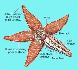 Starfish - Digestive System